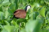 Jacana à poitrine dorée