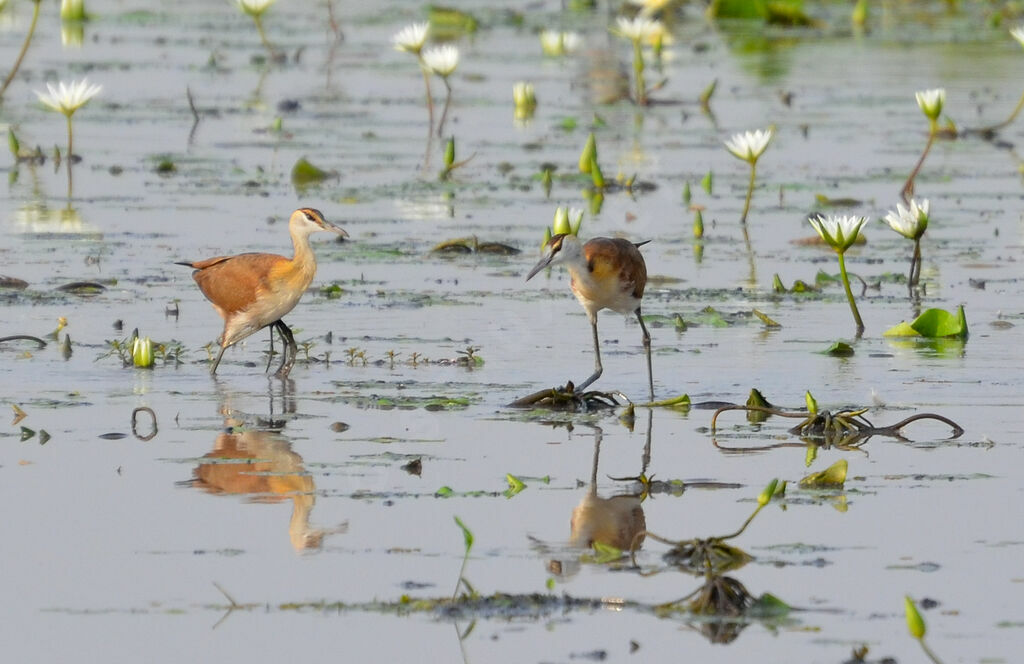 Jacana à poitrine doréeimmature, identification