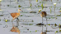 Jacana à poitrine dorée