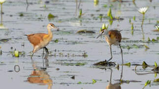 Jacana à poitrine dorée