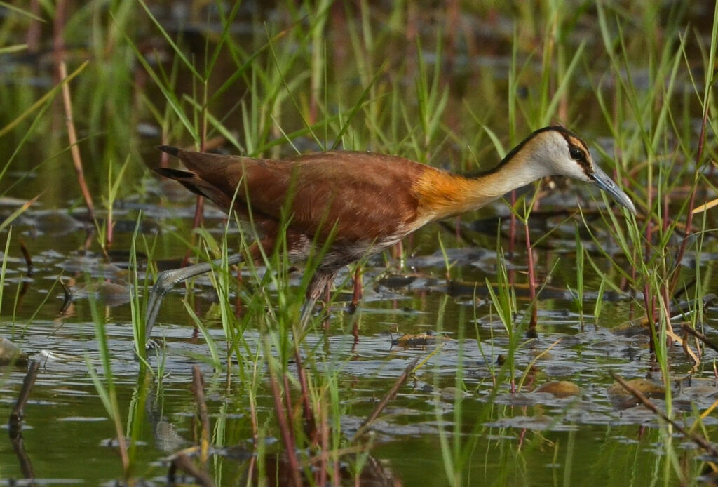 Jacana à poitrine doréeimmature, identification