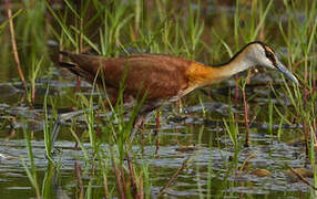 African Jacana