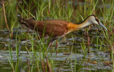 Jacana à poitrine dorée