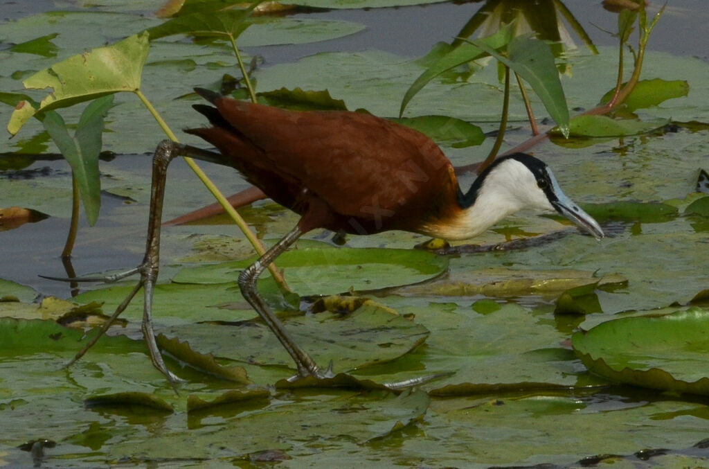 Jacana à poitrine doréeadulte, identification