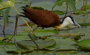 Jacana à poitrine dorée