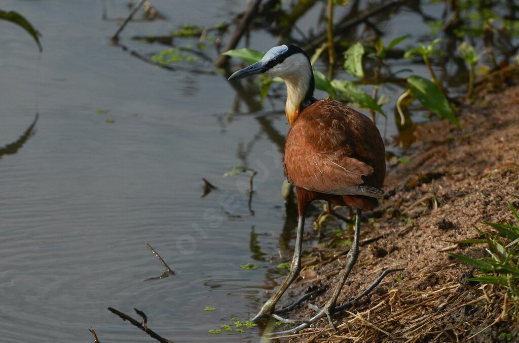 African Jacanaadult, identification