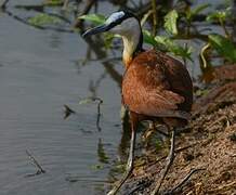 African Jacana