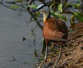 Jacana à poitrine dorée