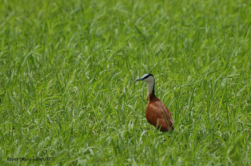 Jacana à poitrine dorée