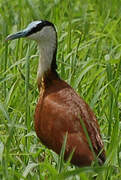 Jacana à poitrine dorée