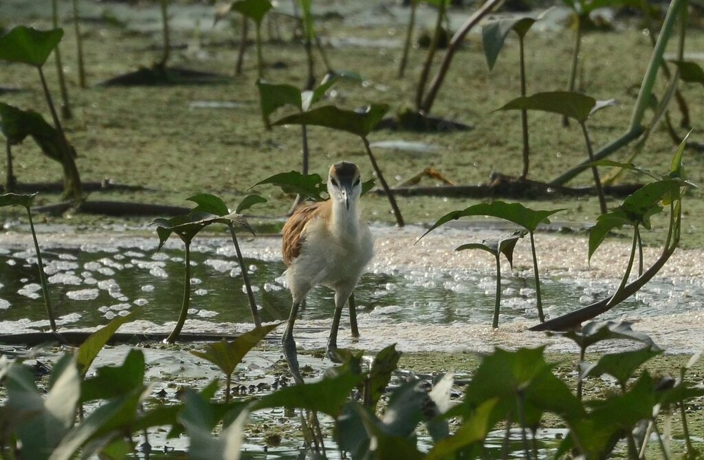 African Jacanaimmature, identification