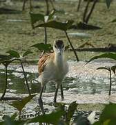 Jacana à poitrine dorée