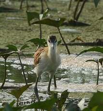 Jacana à poitrine dorée