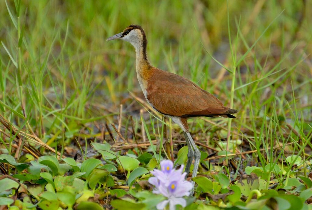 Jacana à poitrine doréeimmature, identification