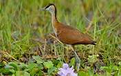 Jacana à poitrine dorée