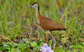 Jacana à poitrine dorée