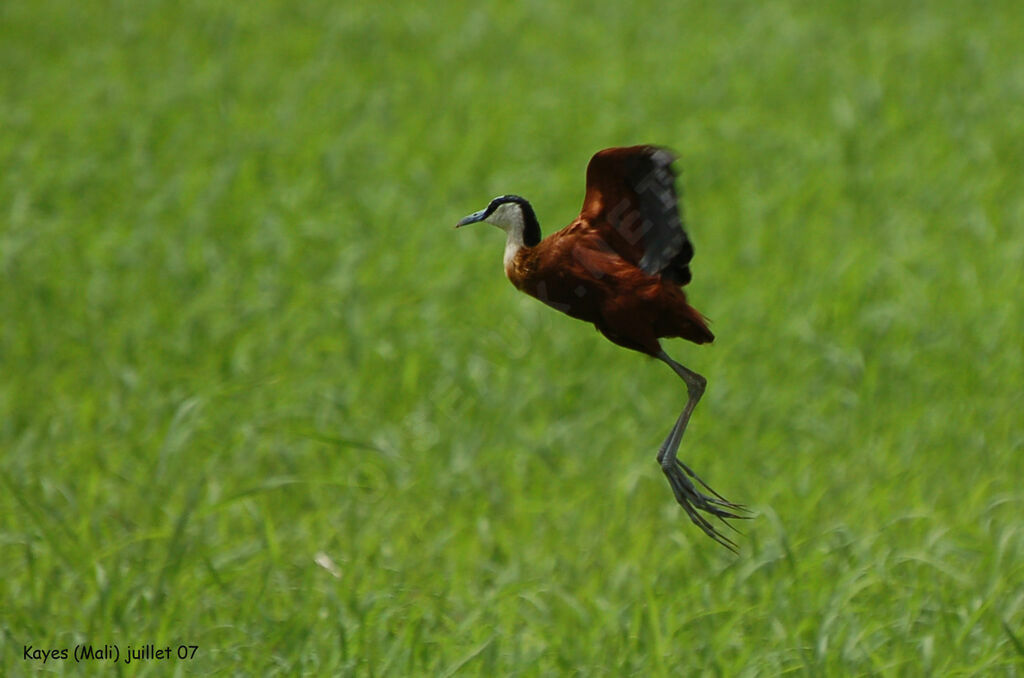 Jacana à poitrine dorée