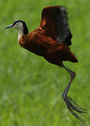 Jacana à poitrine dorée