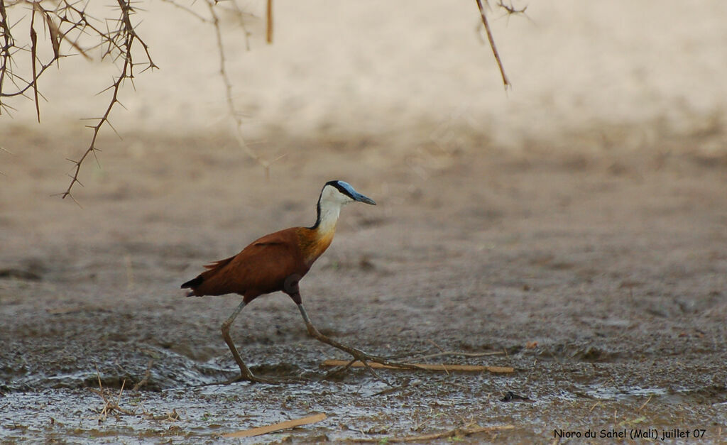 Jacana à poitrine dorée