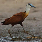 Jacana à poitrine dorée