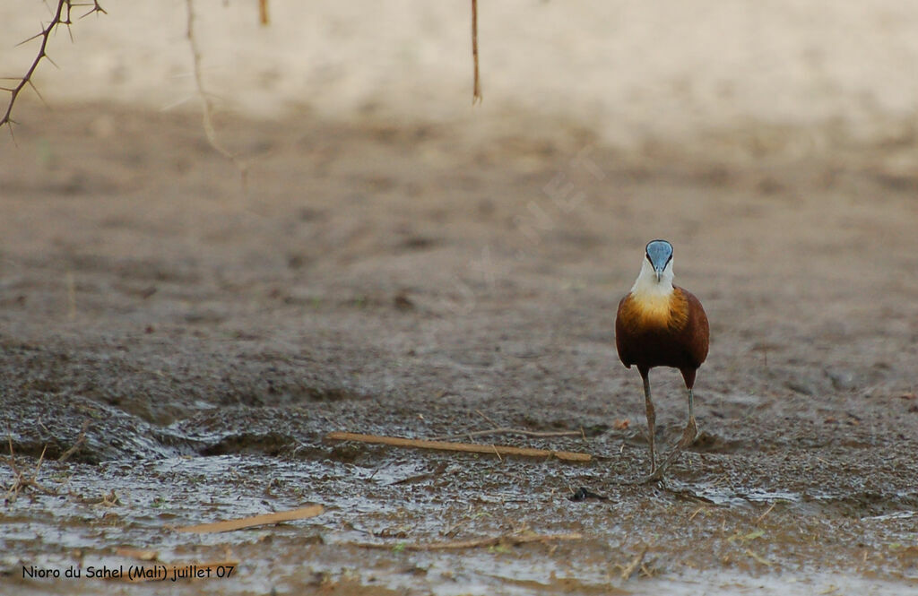 African Jacana