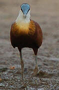 African Jacana