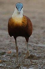 Jacana à poitrine dorée