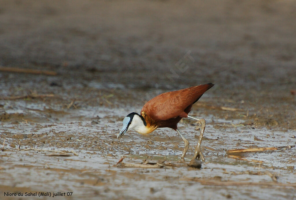 Jacana à poitrine dorée