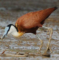 Jacana à poitrine dorée