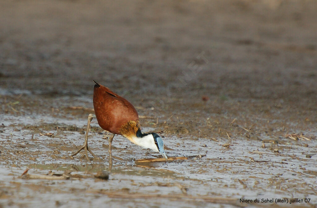 Jacana à poitrine dorée