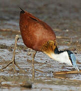 African Jacana