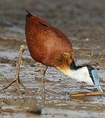 Jacana à poitrine dorée