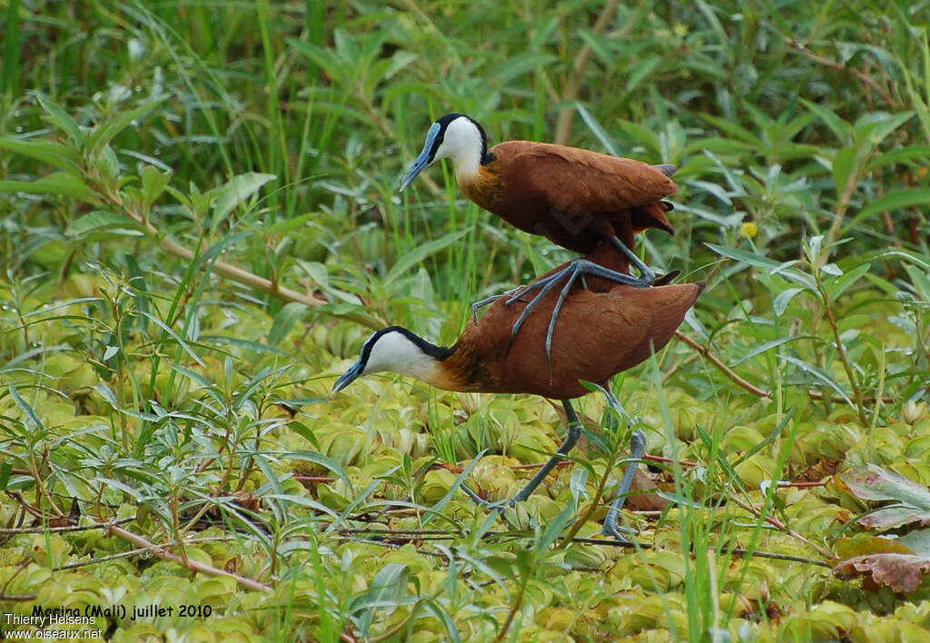 Jacana à poitrine doréeadulte nuptial, accouplement., Nidification