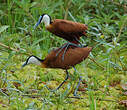 Jacana à poitrine dorée