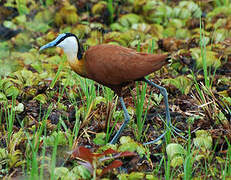 Jacana à poitrine dorée