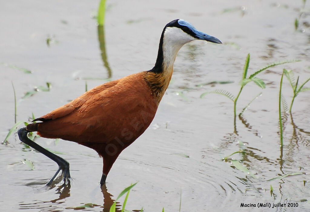 Jacana à poitrine doréeadulte, identification