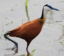 Jacana à poitrine dorée