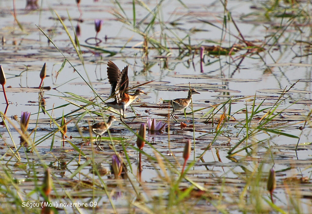 Jacana nain, Nidification