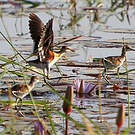 Jacana nain