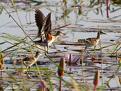 Lesser Jacana