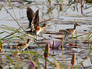 Jacana nain