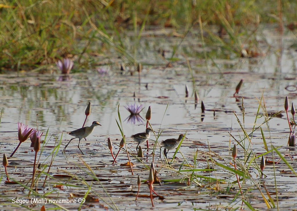 Jacana nain, Nidification