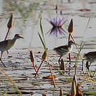 Jacana nain