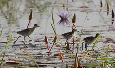 Jacana nain