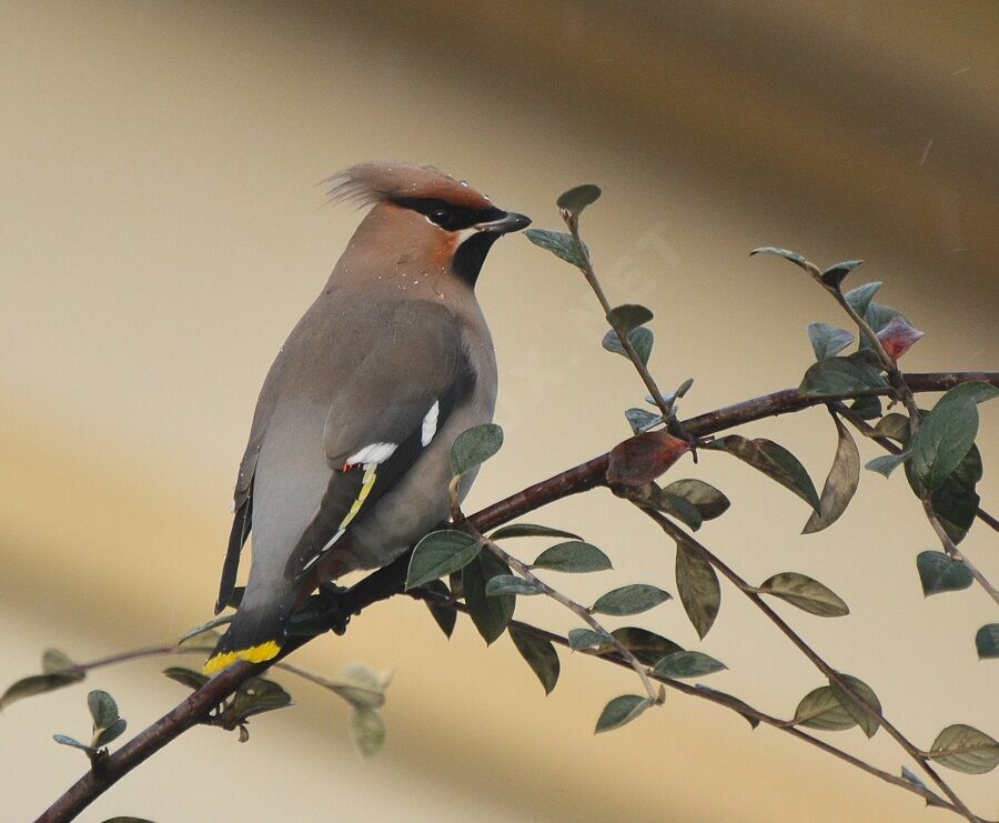 Bohemian Waxwingadult, identification