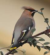 Bohemian Waxwing