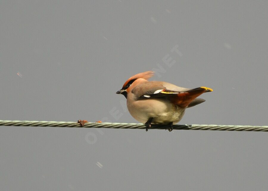 Bohemian Waxwingadult