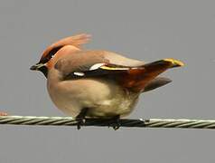 Bohemian Waxwing