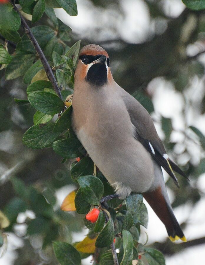 Bohemian Waxwing female adult