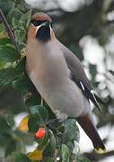 Bohemian Waxwing